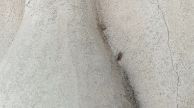 El municipio explicó por qué no se fumiga para acabar con la plaga de mosquitos