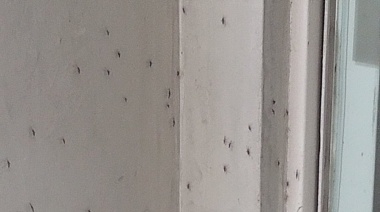Alerta por Mosquitos: Necochea, también afectada por la invasión de insectos