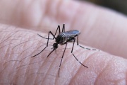 Los casos de dengue crecieron un 66% y el virus ya circula por el interior de la provincia