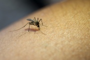 Se registraron más de 50 mil casos de dengue en una semana