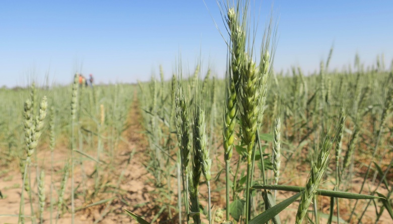 La sequía provocará que la campaña agrícola sea la peor de los últimos cinco años