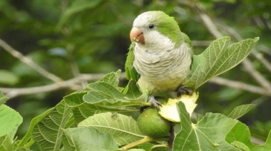 Reportan un aumento de casos sospechosos de una enfermedad transmitida por aves