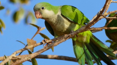 Llegaron a siete las muertes por psitacosis en la provincia de Buenos Aires