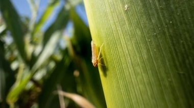 Poncho y Pirate, dos insecticidas que se presentan como una solución contra la chicharrita
