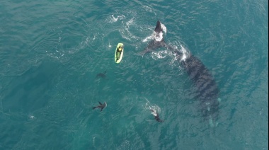 Recomendaciones de Prefectura ante la aparición de ballenas