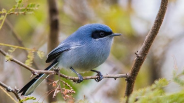 Para agendar: se viene una salida de observación de aves en Las Cascadas