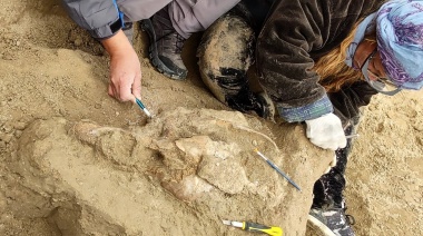 Dieron con un cementerio de megafauna prehistórica en Bahía de los Vientos