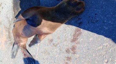 Una decena de lobos marinos murieron atropellados en lo que va del año