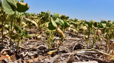 Declararon la Emergencia Agropecuaria en distritos del sudoeste