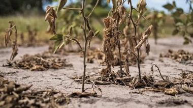 Avanza la declaración de la Emergencia Agropecuaria en 13 municipios bonaerenses