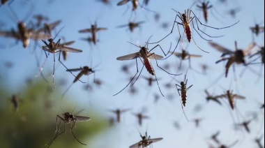 Ya hay más de 180 mil casos de dengue: Dónde aplicar repelente para evitar la picadura