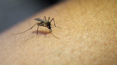 Se registraron más de 50 mil casos de dengue en una semana
