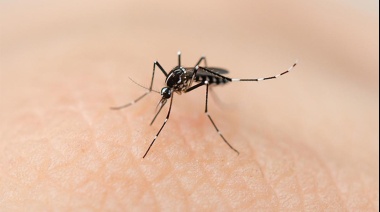 Ya son 31 los municipios que tienen "en brote" de dengue en la provincia de Buenos Aires