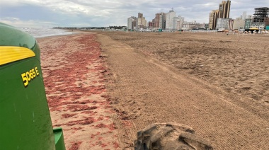 Las algas rojas volvieron a copar las playas de Necochea