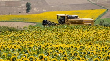Cayó en más de un 21% la producción nacional de girasol