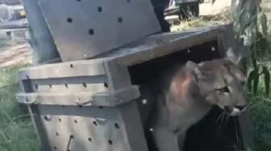 El puma encontrado en el centro de la ciudad fue trasladado a una granja en Tandil