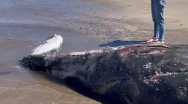 Encontraron el cadáver de una ballena cerca del Parque Eólico