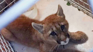 Atraparon un cachorro de puma en Lobería, pero se fugó de una jaula en la Comisaría