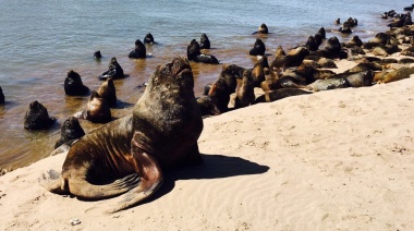 El Senasa confirmó que los lobos marinos muertos en Necochea tenían gripe aviar