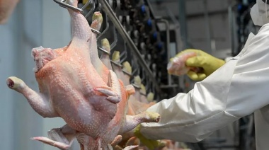 Mientras los lobos mueren, Argentina retoma el mercado aviar con la UE