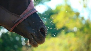 Confirmaron el primer contagio humano de encefalitis equina en más de 20 años