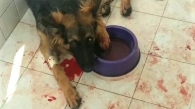 Una yarará mordió a un perro en el balneario Claromecó