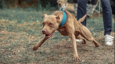 Atención, perros peligrosos: Un pitbull mató a un niño de 8 años