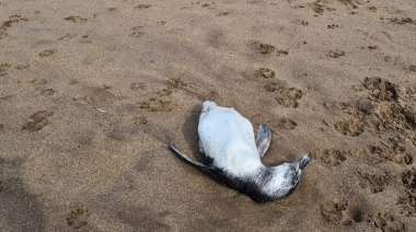 Crece la preocupación en Mar del Plata por la aparición de pingüinos muertos