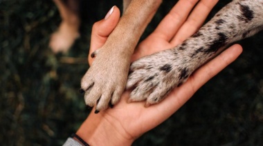 Por qué se celebra el Día del Animal en la Argentina