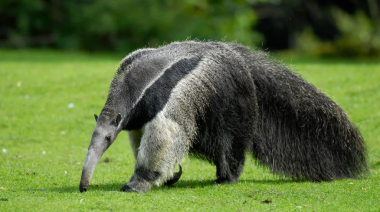Día del Animal: En la Argentina hay más de 500 especies amenazadas