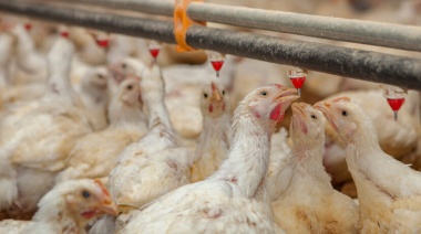 Argentina volvió a ser país libre de influenza aviar