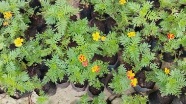 El Vivero Municipal entrega plantines de copete para huertas familiares
