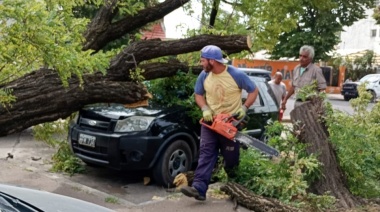 El viento en Necochea provocó la caída de árboles y cortes de luz