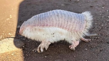 Un joven encontró un peculiar animal y las imágenes se viralizaron en las redes