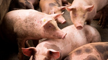 Bromatología reitera medidas preventivas ante nuevos casos de triquinosis en la provincia