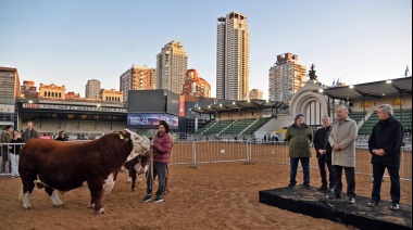 "Místico", el primer animal en ingresar a Palermo homenajea a la Selección Argentina