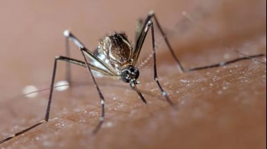 Recomendaciones de Bromatología ante el aumento de casos de dengue en el país