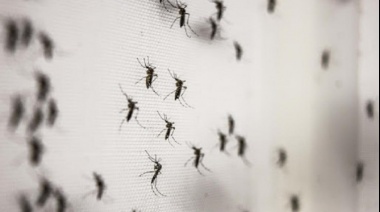 Piden prevención para febrero y marzo, los meses de mayor circulación del mosquito Aedes aegypti