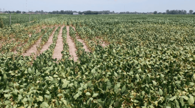 Por la última ola de calor, la zona núcleo perdió casi 3 millones de toneladas de soja