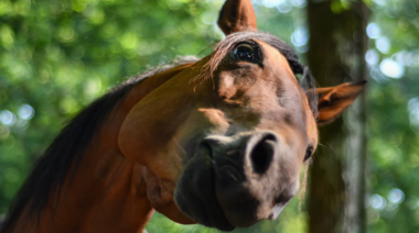Se detectó un caso de Encefalitis Equina en Necochea, en medio de un escenario desafiante