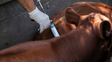 Aprobaron la importación de la vacuna bivalente contra la fiebre aftosa