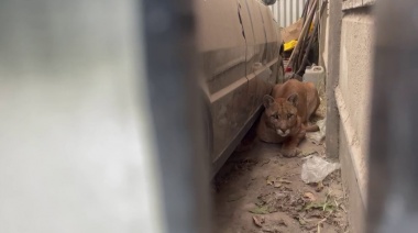 Encontraron un puma suelto en una vivienda de Juan N. Fernández