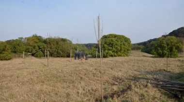 Se van colocando unas mil plantas entre los rodales del Parque y otros puntos del distrito
