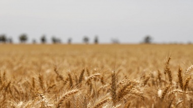 Por la falta de lluvias, se estima que la producción de trigo será de un millón de toneladas menos