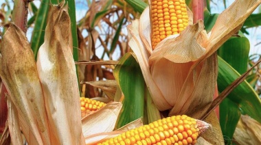 Argentina estima producir el récord histórico de 59 millones de toneladas de maíz