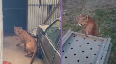Liberaron exitosamente al puma encontrado en Juan N. Fernández