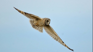 Este sábado se realizará una jornada de Observación de Aves en Quequén