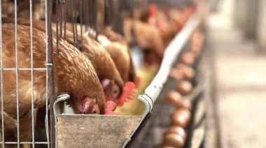 Gripe aviar: más del 90% de los focos está cerrado y se espera la reapertura de los mercados