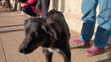 Se realizará una jornada de Castración Masiva en el Barrio Puerto