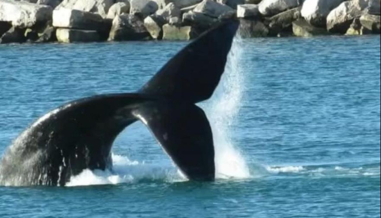 Récord de ballenas en Argentina y un nuevo imán turístico para Necochea